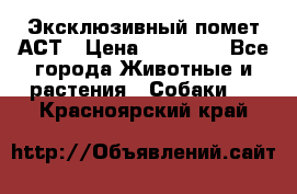 Эксклюзивный помет АСТ › Цена ­ 30 000 - Все города Животные и растения » Собаки   . Красноярский край